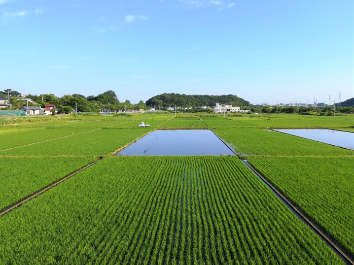 初夏の朝景色（2021.6.18）の画像