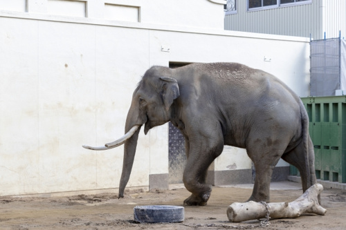 神戸市灘区の王子動物園には親子で楽しめる遊園地と資料館がある！