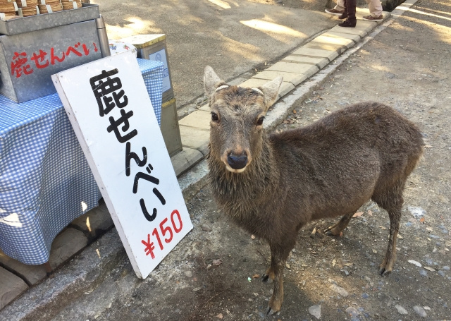 奈良観光やお土産などにオススメ！奈良の名物グルメ10選！