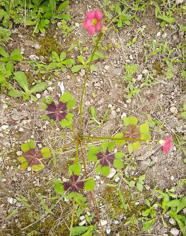 幸せを呼ぶ四つ葉のクローバーって？の画像