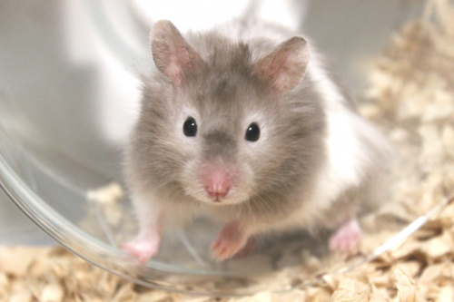 賃貸物件でハムスターを飼いたい！飼う方法や注意点について解説！