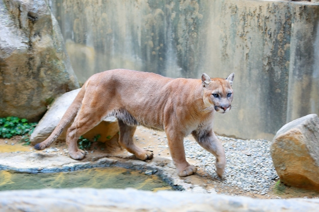 「盛岡市動物公園ZOOMO」の魅力とは？動物の種類や見どころをご紹介の画像
