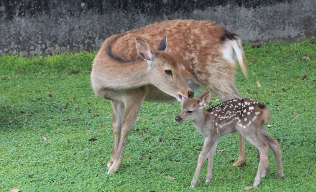 奈良県にはどんな名字が多いの？