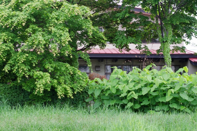 隣地から雑草や草木が侵入してきた場合、勝手に伐採してもよい？ ～日高市高麗川駅前不動産コラム～の画像