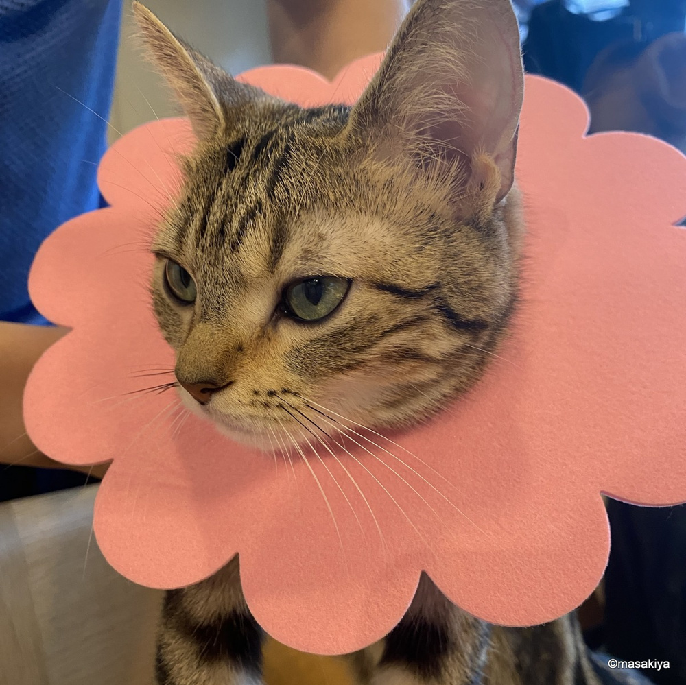 7月7日はお休み致します。の画像