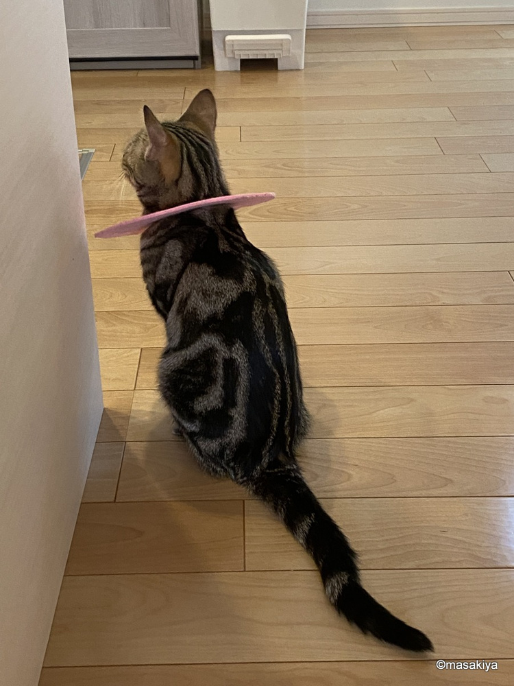 お休みの画像