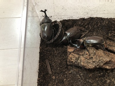 ６月２８日：カブトムシ飼育日記６の画像