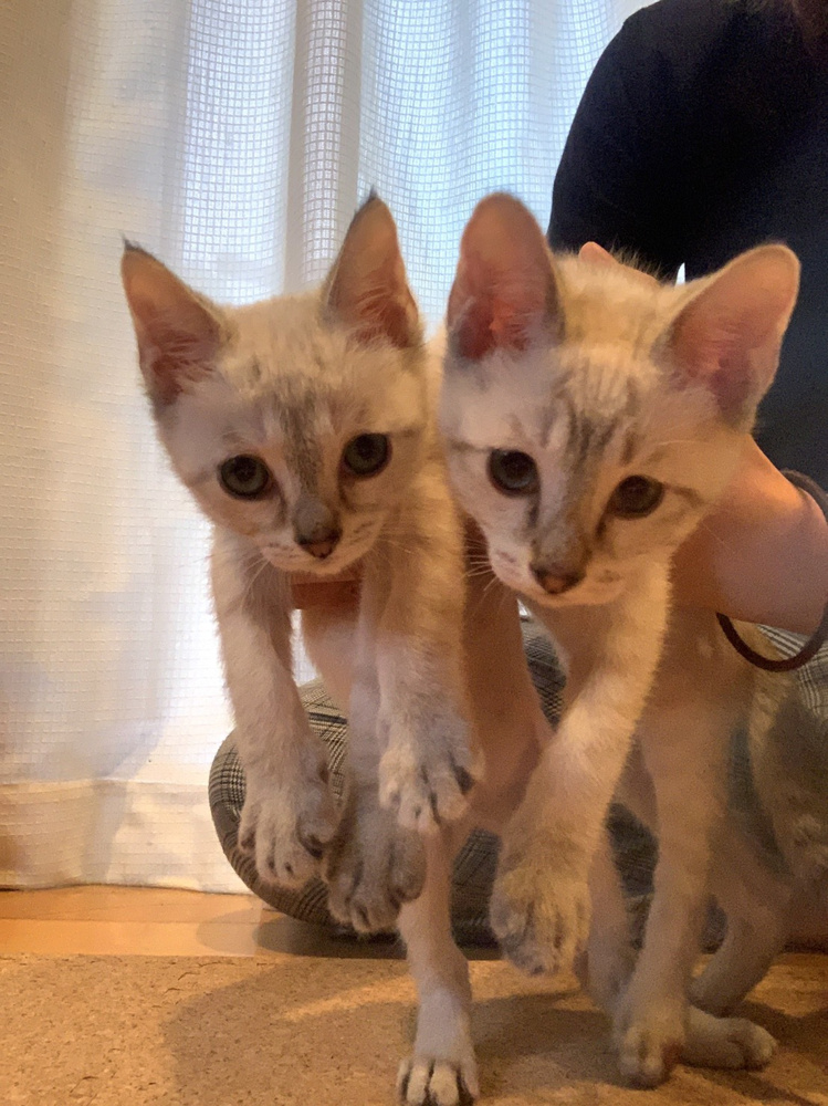 犬派からの転身　保護猫兄弟うちにやってきましたの画像