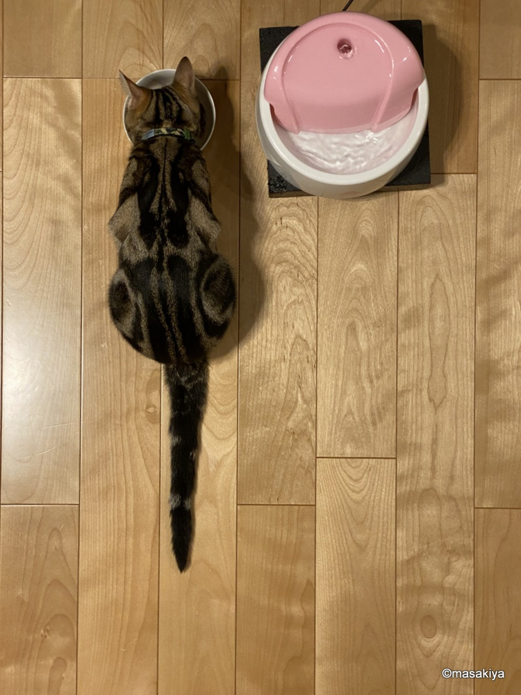 おなかの毛の画像