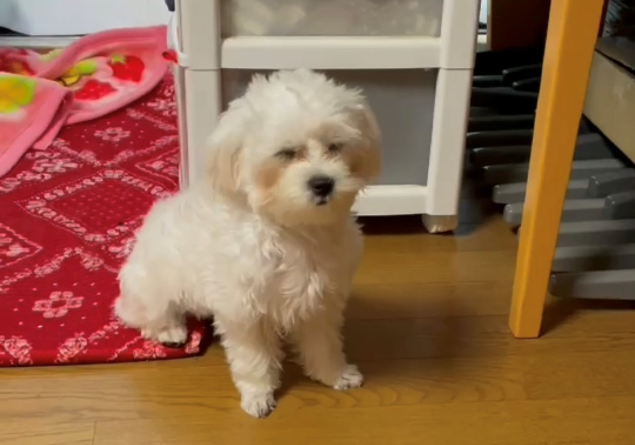 犬飼いましたの画像