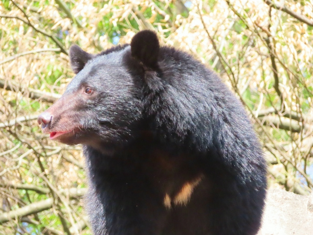 クマに遭遇した場合の対処方法 ～日高市高麗川駅前スタッフコラム～の画像