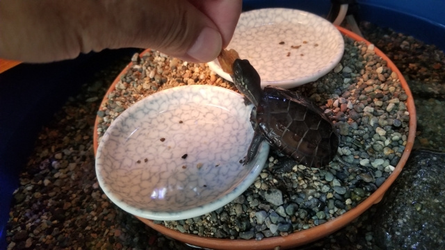 ペット不可の賃貸物件でも爬虫類なら飼育可能？の画像