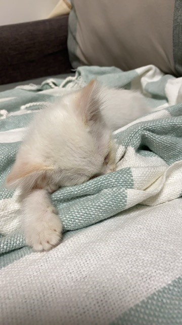 新しい家族！！の画像