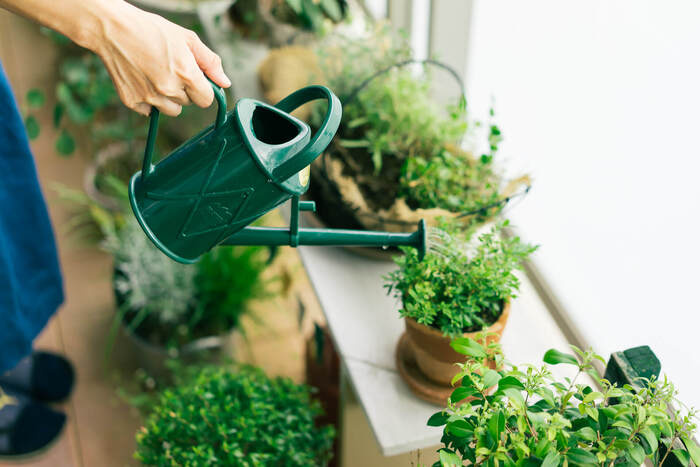 ナチュラルに虫対策を“虫除けハーブ” ~前編~の画像