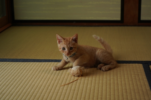 和室は「いる」・「いらない」問題 ～日高市高麗川駅前不動産コラム～の画像