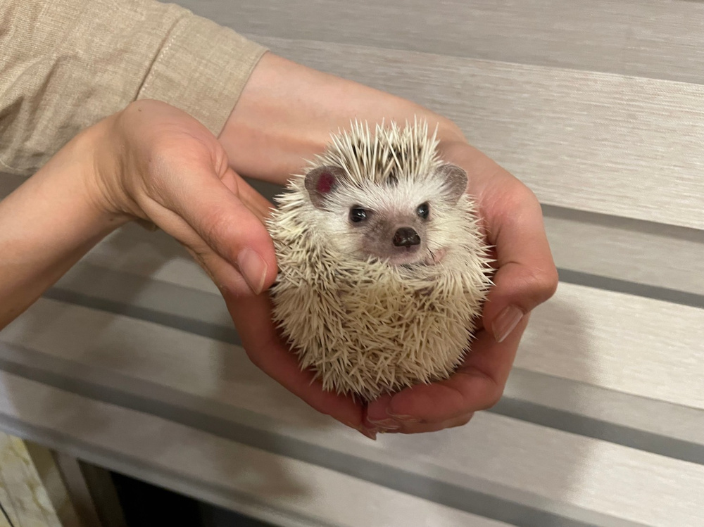 共働き・マンションでも飼える動物でおすすめの画像