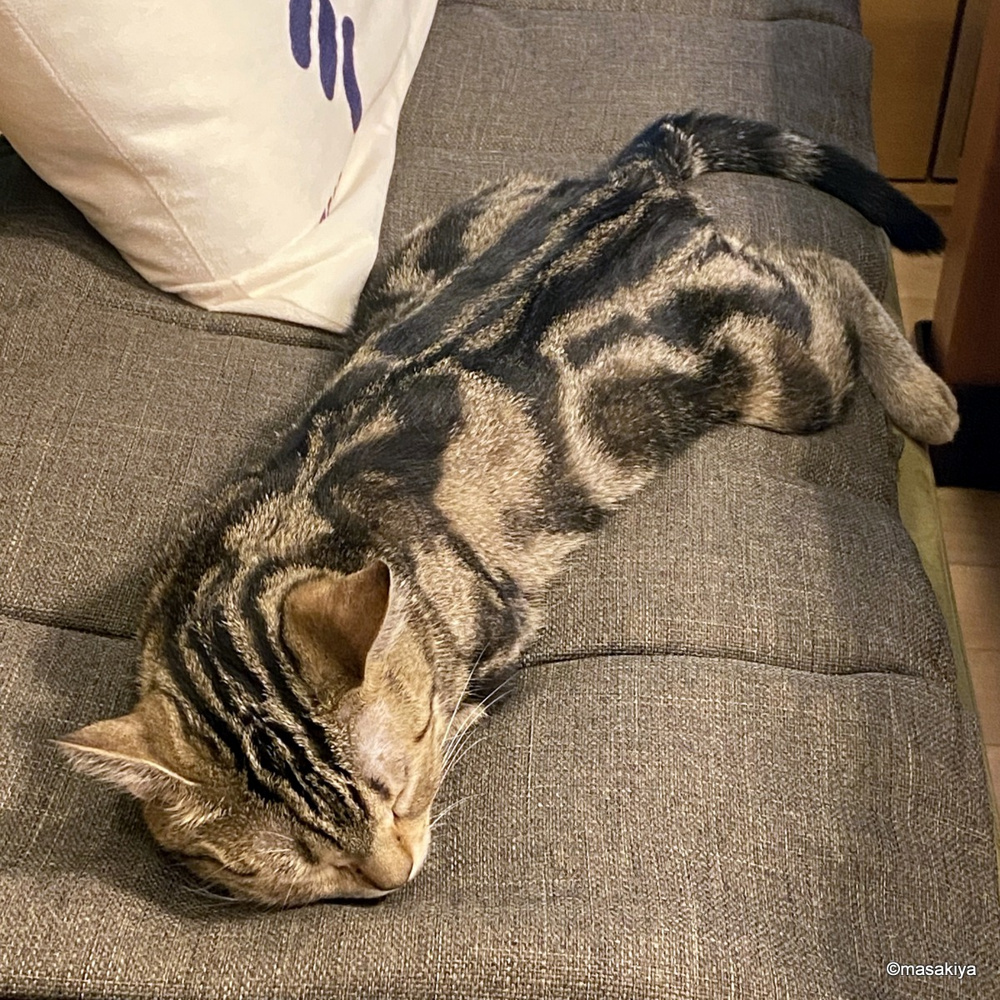 梅雨明けの画像