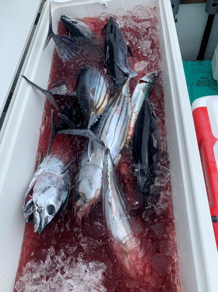 さかなだらけの画像