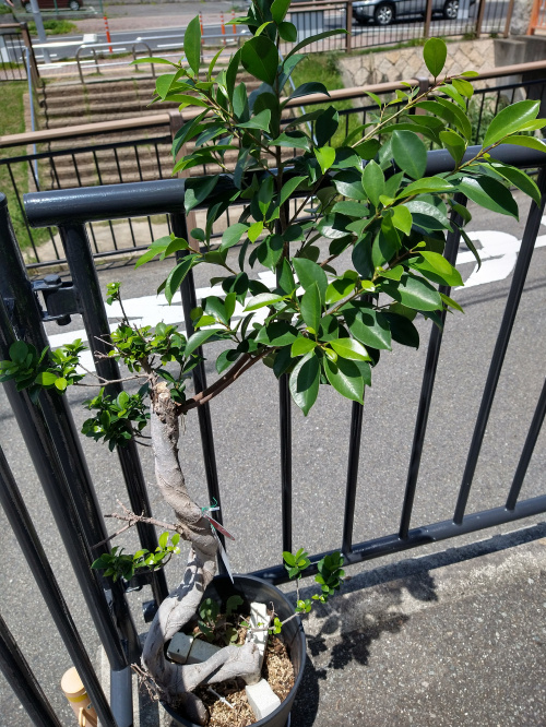 梅雨明けの画像