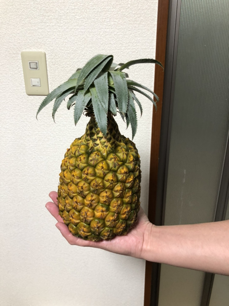 ちぎって食べるパイナップル！！！！の画像
