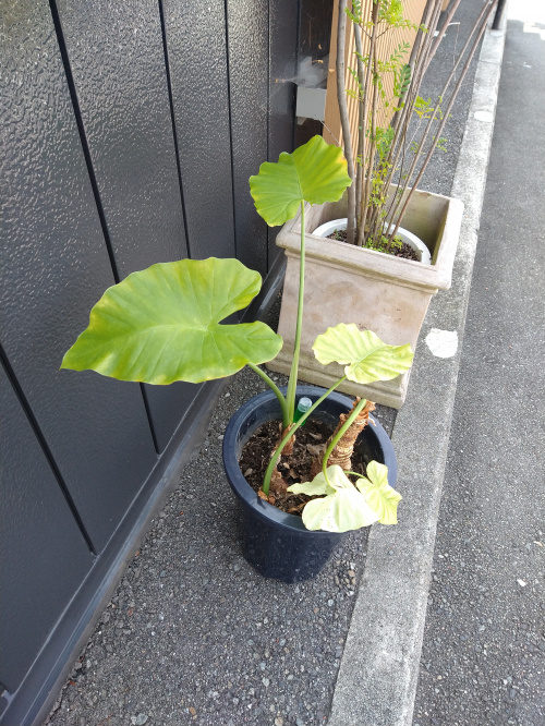 8月なりました！の画像