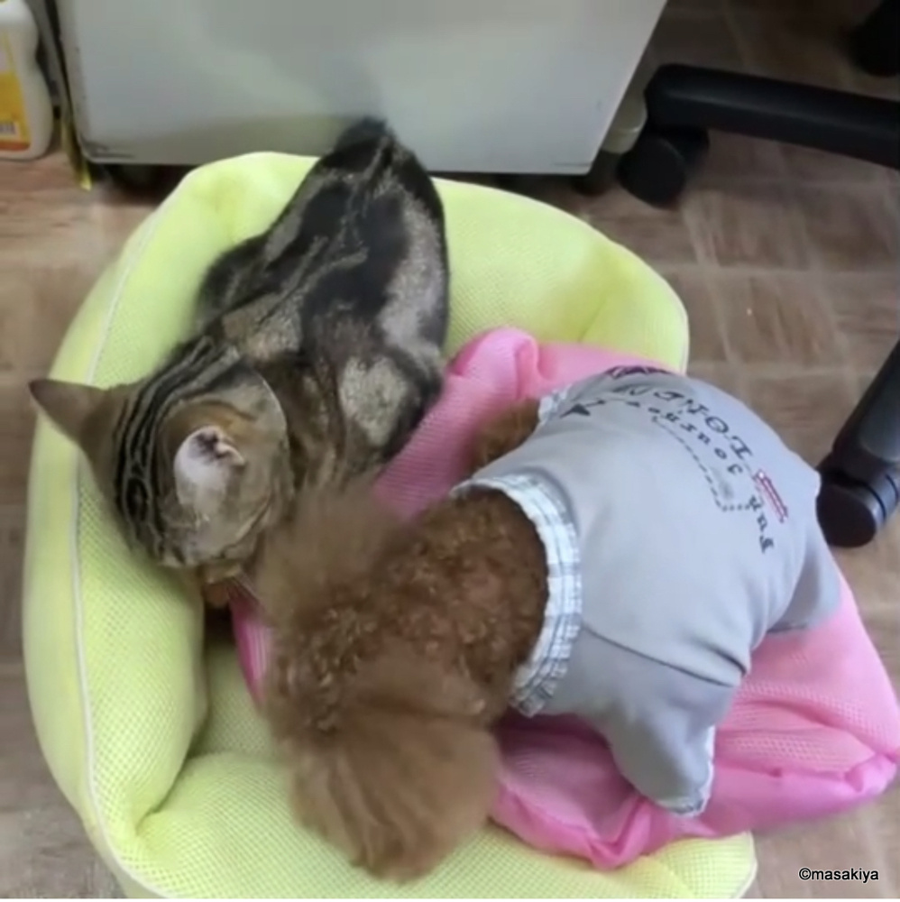 おやつの取り合いの画像