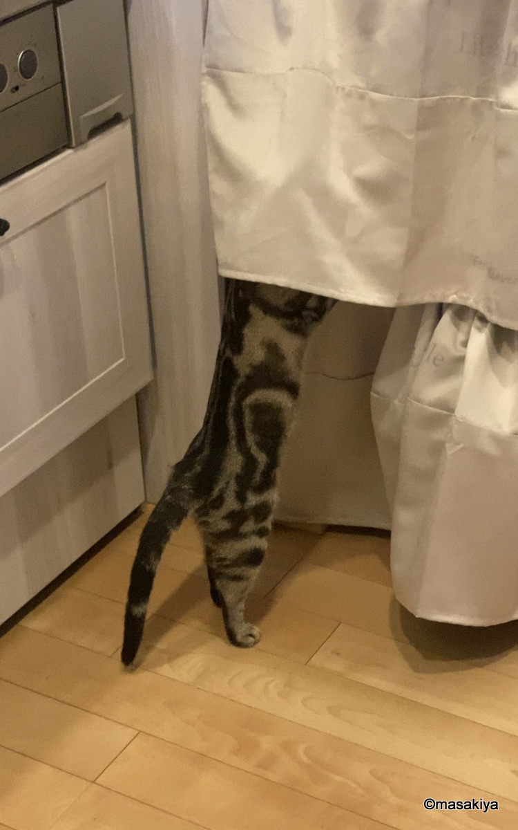 お腹をすかせたネコの画像