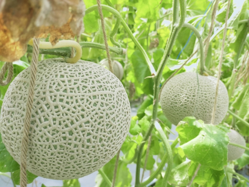 南国市にある西島園芸団地とは 子どもと楽しめる花と植物の楽園をくわしく 高知市の新築一戸建 有限会社パークホーム