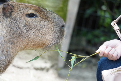高知市の桂浜水族館は楽しい施設！特徴やイベントを紹介