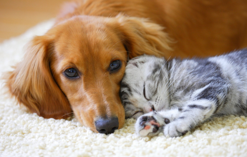 郡山市でペットを飼うなら！！の画像