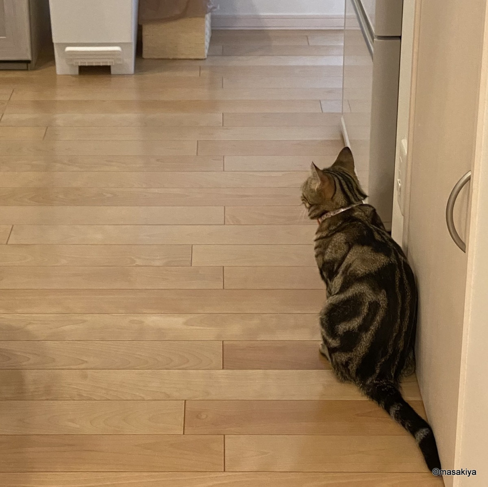 お腹をすかせたネコ3の画像