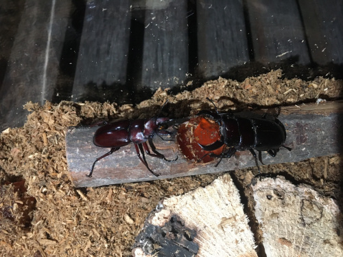 沖縄でクワガタ・カブトムシが採集できる時期・場所は？！の画像