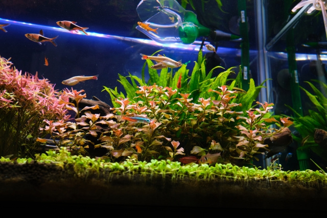 賃貸物件でも楽しめる人気の趣味！アクアリウムを始める方法や注意点とは？の画像