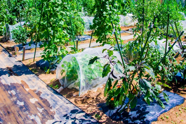 【コラム】マイホームの庭に家庭菜園をつくりたい！そのコツと注意点とはの画像