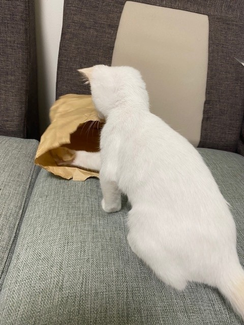 癒しちゃお。。の画像