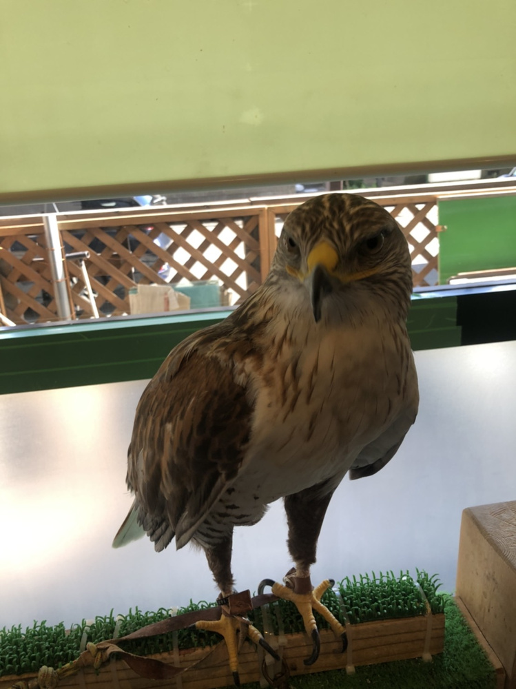 フクロウカフェに行ってきました♪の画像