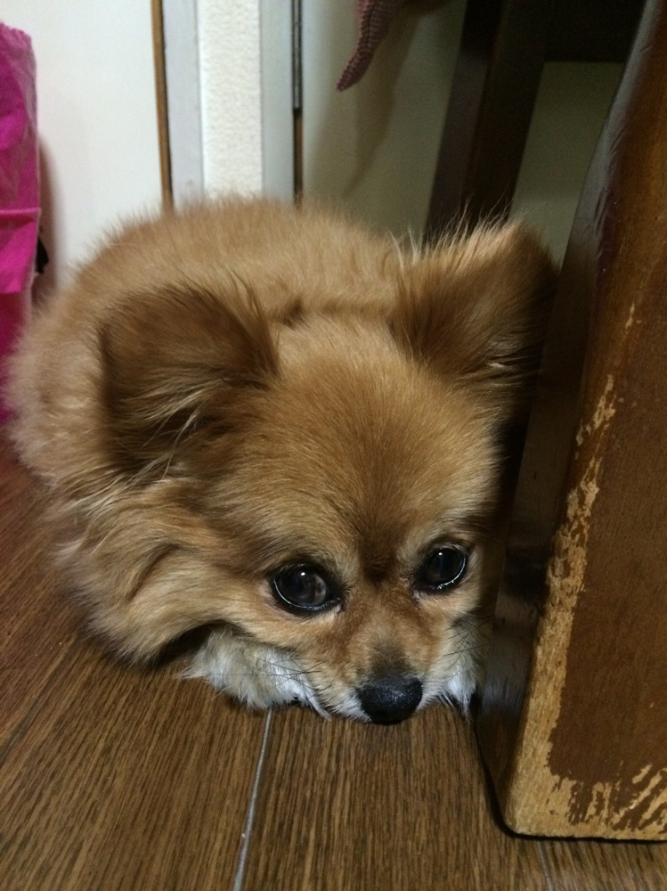 超お得なペット可物件のご紹介♪名古屋My賃貸の画像
