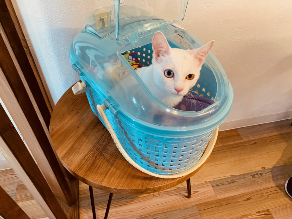 里親さんから報告を頂く。の画像