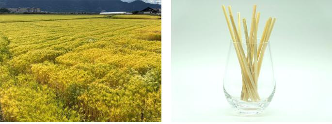 麦わらストローの復活！！の画像