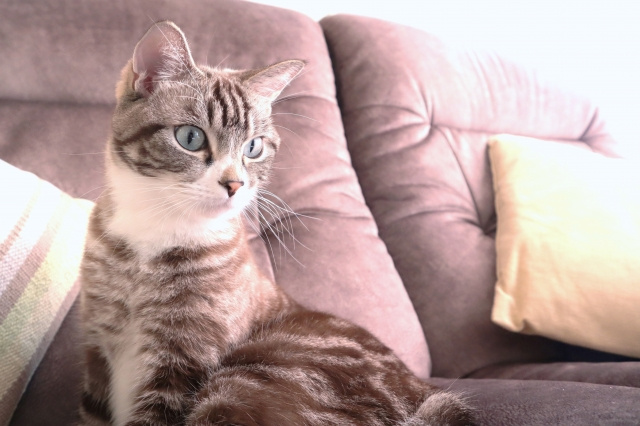 賃貸でペットを飼育すると退去の際に費用がかかる？費用の相場は？の画像