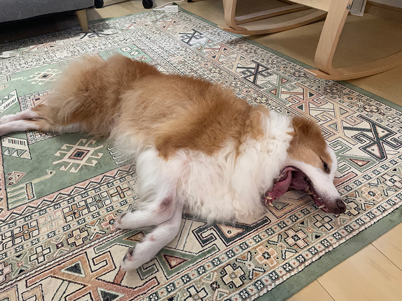 超早起き生活の画像