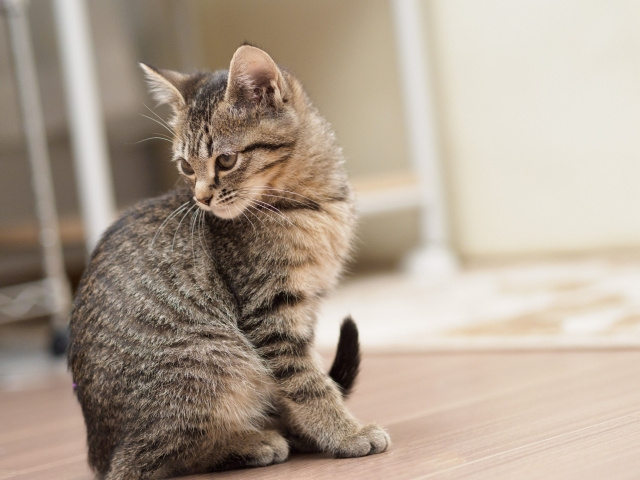 不動産の売却にペット飼育が与える影響とは？