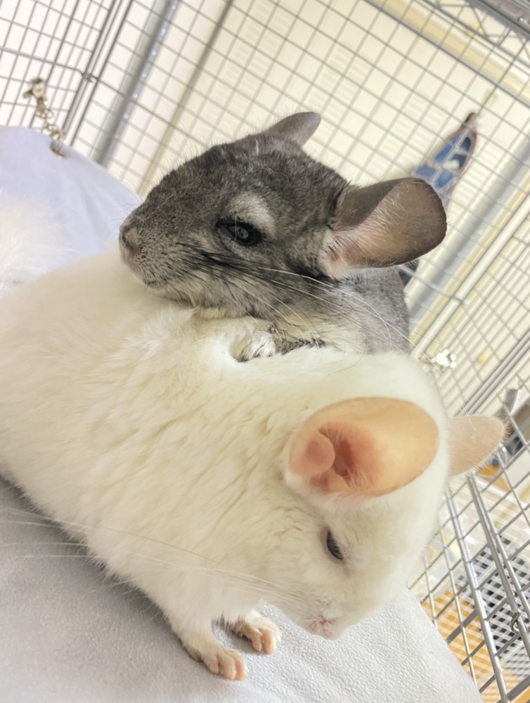 これからよろしくお願いします！の画像
