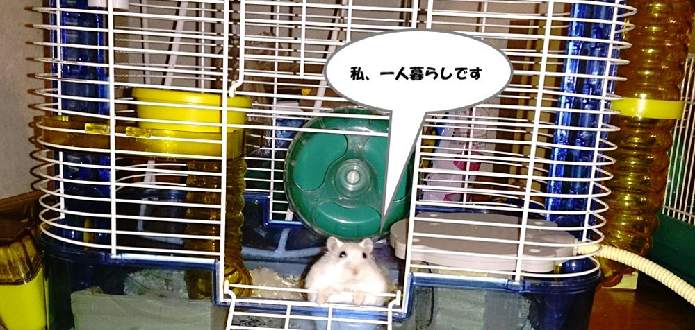 一人暮らしは　不安？　ワクワク？の画像