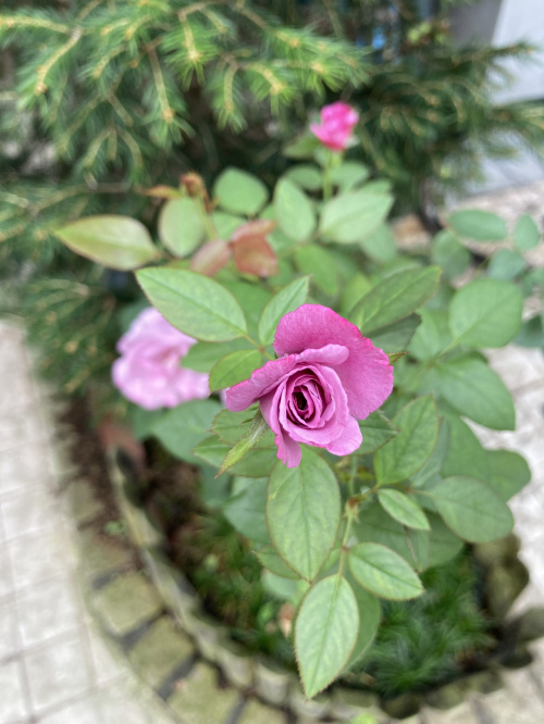 この場を借りて・・・の画像