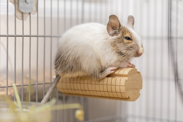 近年人気のペットであるデグー！賃貸物件で飼うときに知っておきたいこと