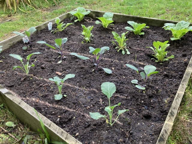 マイホームの庭を活用 家庭菜園を楽しむためのコツや注意点を解説 昭島市の不動産 センチュリー21 拝島住宅産業 株