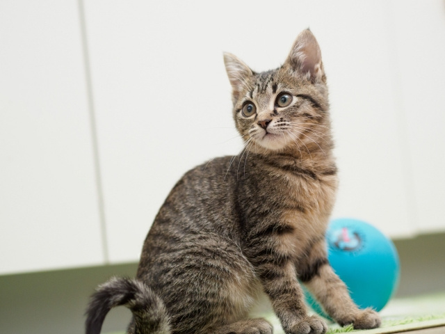 賃貸物件でペットとして猫を飼う場合の注意点や対策とは？の画像