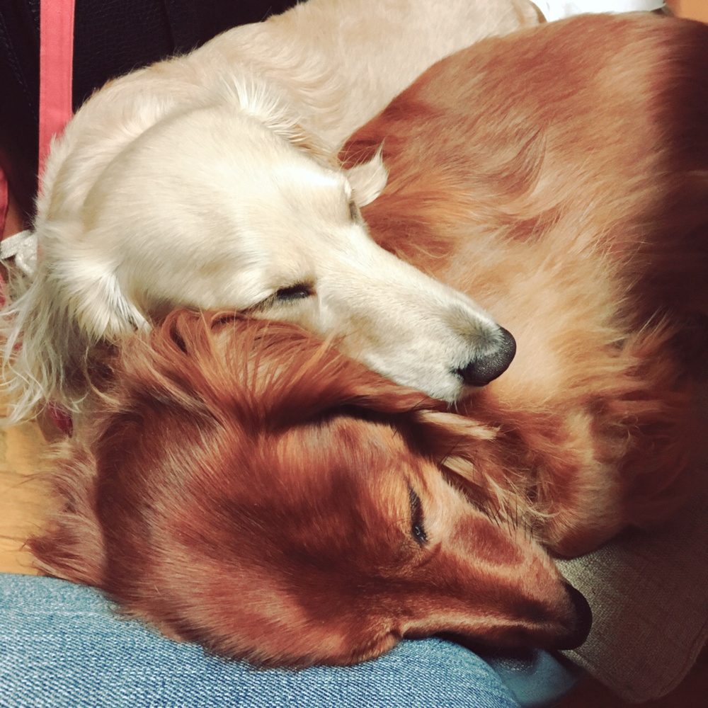 京都の賃貸でペットの多頭飼い（2匹以上）！！お部屋探しガイドの画像