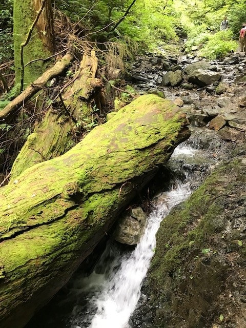高尾山♪の画像